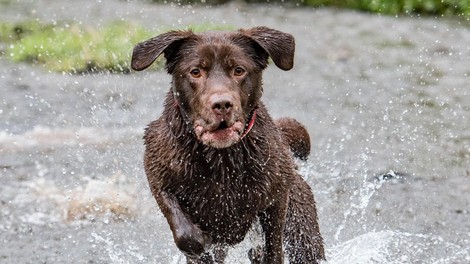 pes labradorec