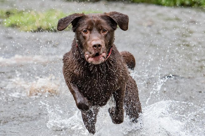 pes labradorec