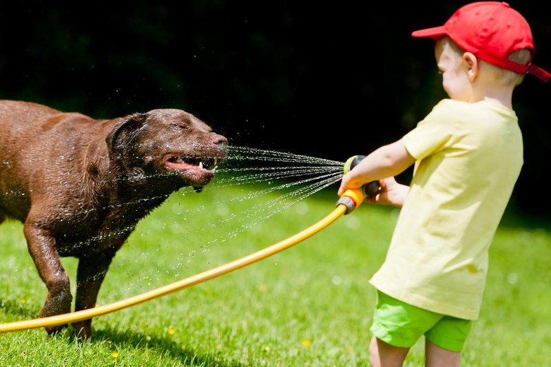 labradorec