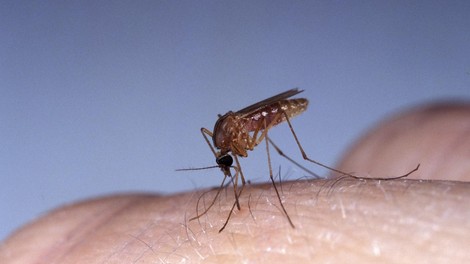 komar piki narava dom stanovanje limona klincki odganjanje naravni repelent