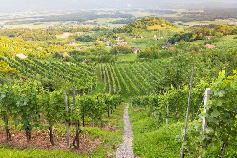 Dolenjska trta vinograd vino