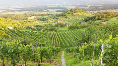 Dolenjska trta vinograd vino