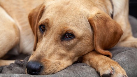 labrador pes