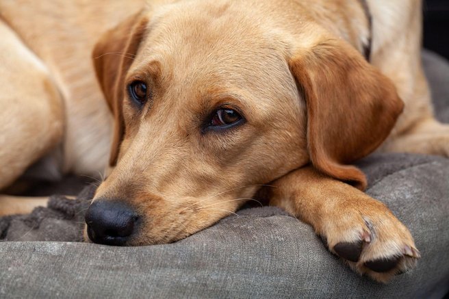 labrador pes