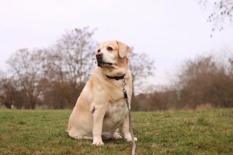 labradorec