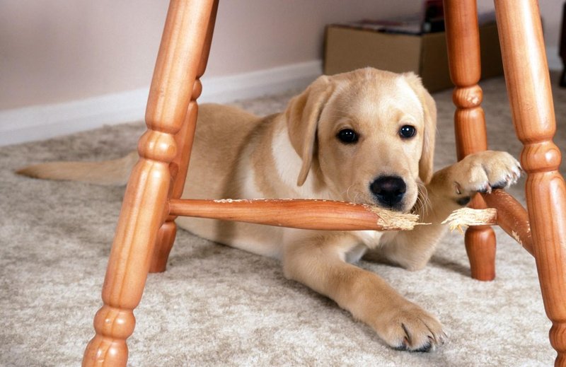labradorec