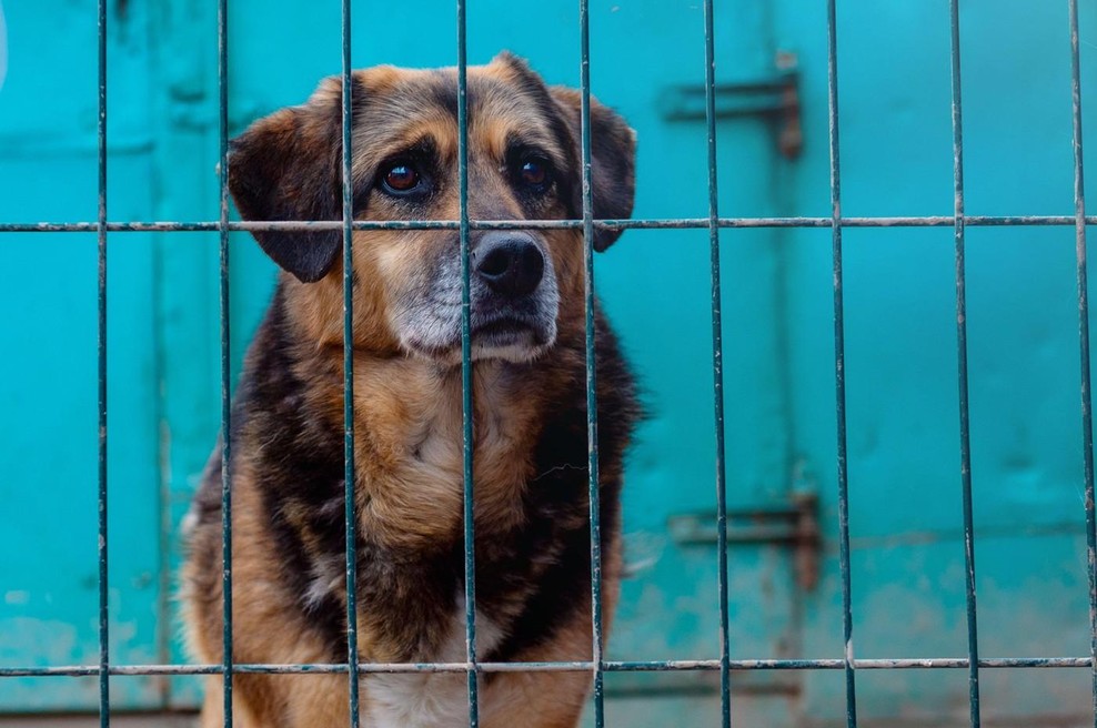 5 pasem psov, ki najpogosteje pristanejo v zavetišču (kjer upajo na boljši jutri) (foto: Profimedia)