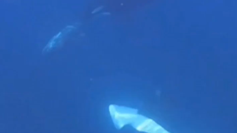 Nenavadno dogajanje v Kalifornijskem zalivu osupnilo znanstvenike: prvič v zgodovini so žival ujeli pri takšnem dejanju (VIDEO)