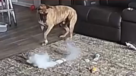 Pes ostal sam doma in ponesreči zanetil požar: preprogo so v hipu zajeli ognjeni zublji (VIDEO)