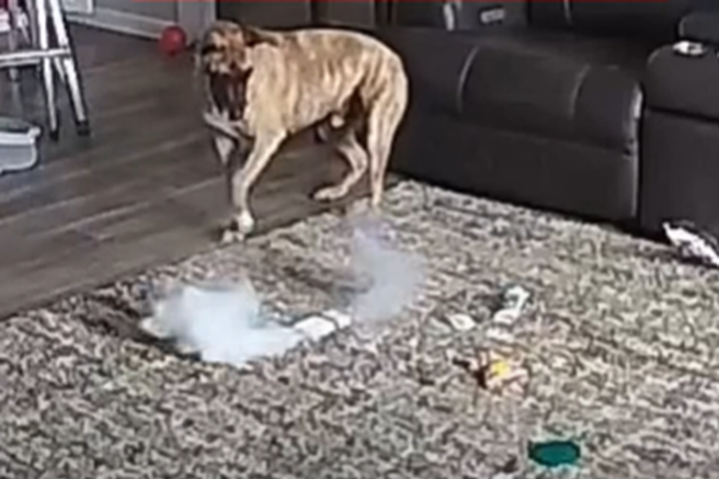 Pes ostal sam doma in ponesreči zanetil požar: preprogo so v hipu zajeli ognjeni zublji (VIDEO)