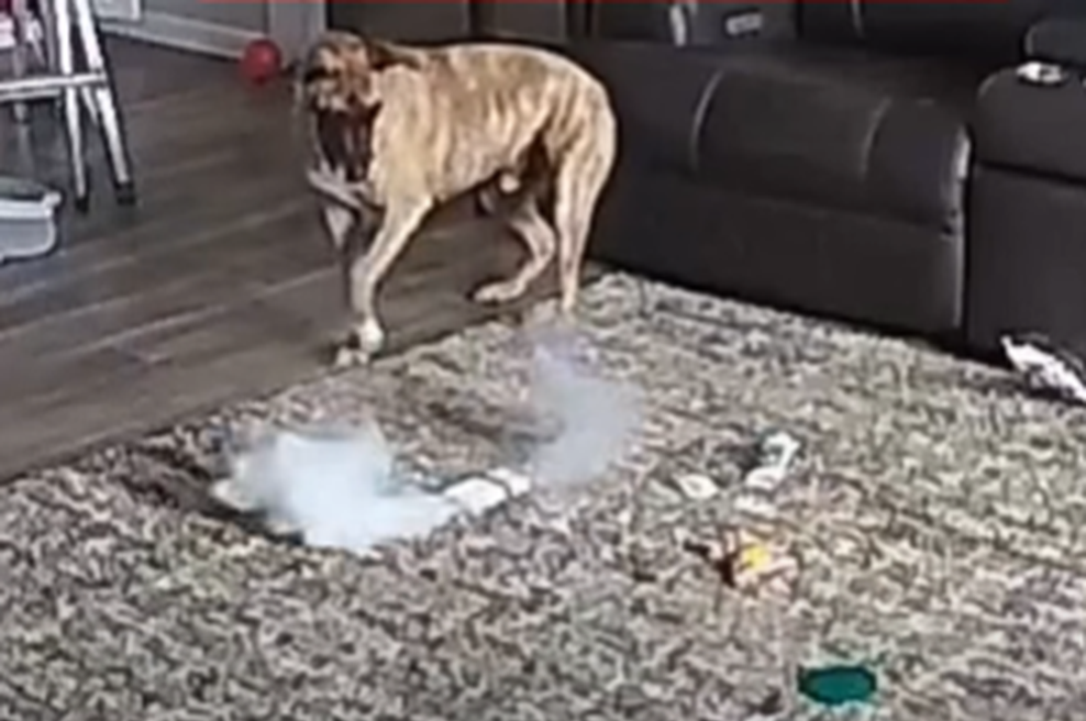Pes ostal sam doma in ponesreči zanetil požar: preprogo so v hipu zajeli ognjeni zublji (VIDEO) (foto: Facebook/The Independent/posnetek zaslona)