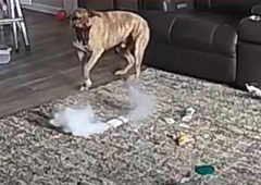 Pes ostal sam doma in ponesreči zanetil požar: preprogo so v hipu zajeli ognjeni zublji (VIDEO)