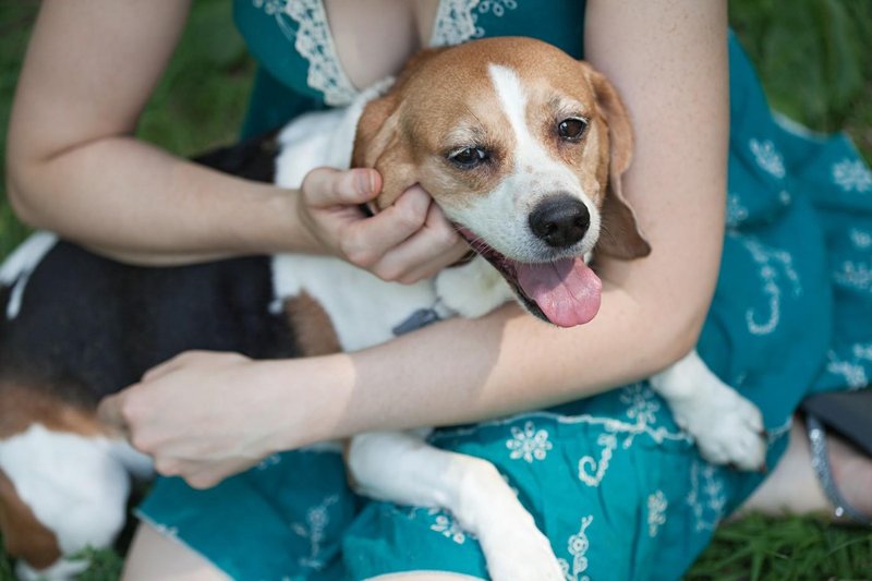beagle
