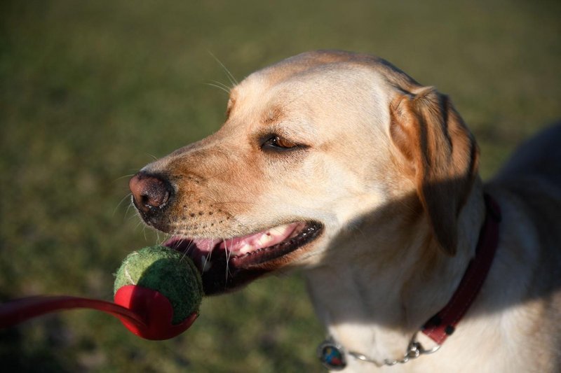 labradorec