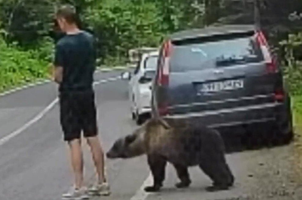 Turist ni imel pojma, kaj se dogaja za njegovim hrbtom: od nikoder se je pojavil ... medved! (VIDEO) (foto: X/nexta_tv/posnetek zaslona)