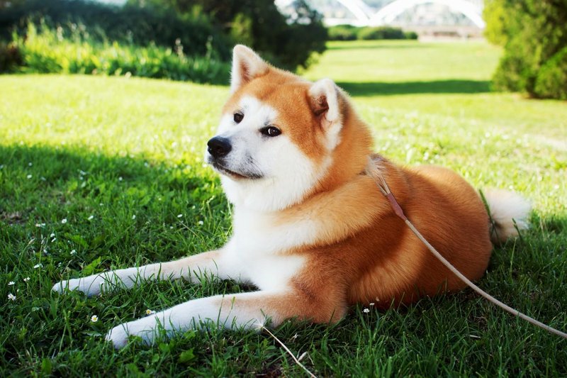 akita