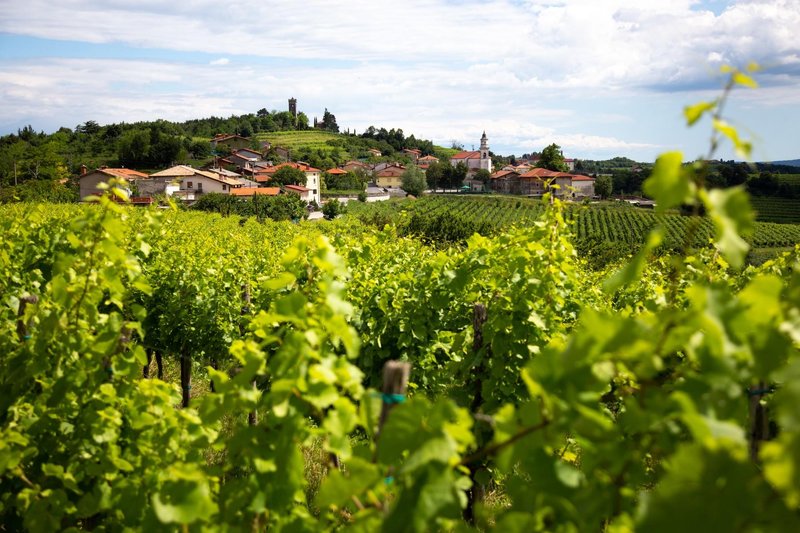 Goriska brda