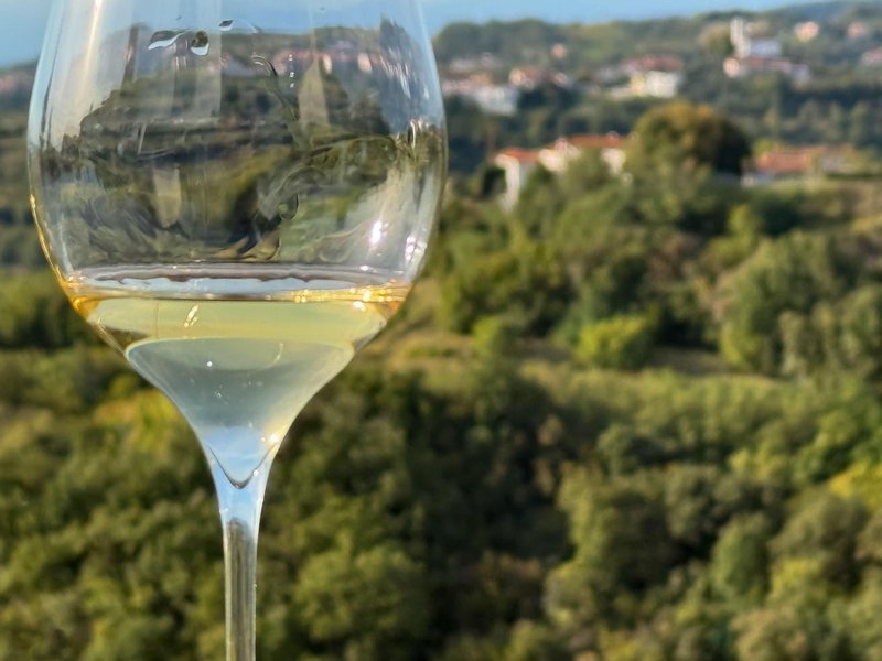 Goriska brda vino