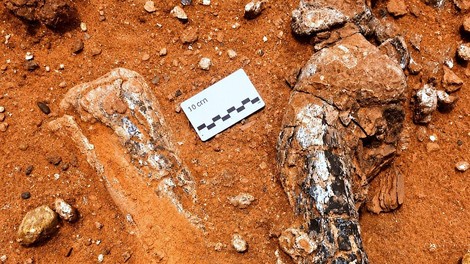 Znanstveniki osupli nad novim odkritjem: našli so neverjetno bitje iz davne preteklosti (FOTO)