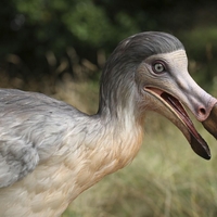 Dodo