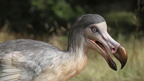 Dodo
