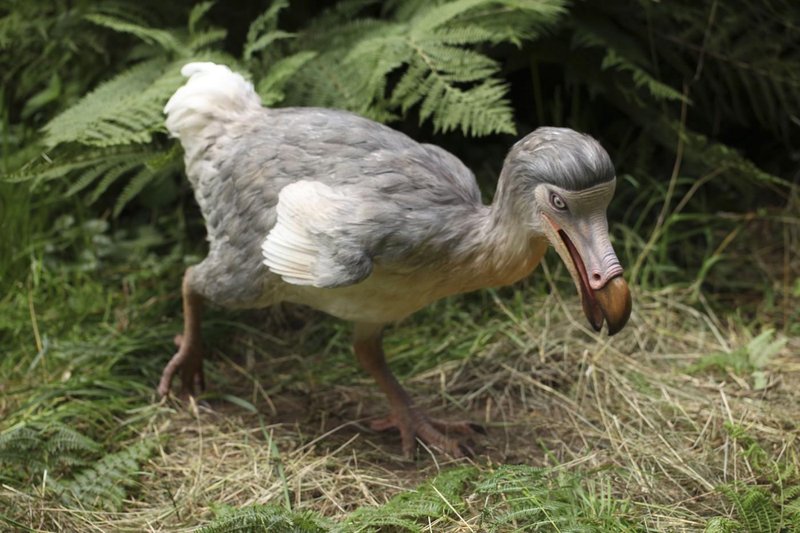 Dodo