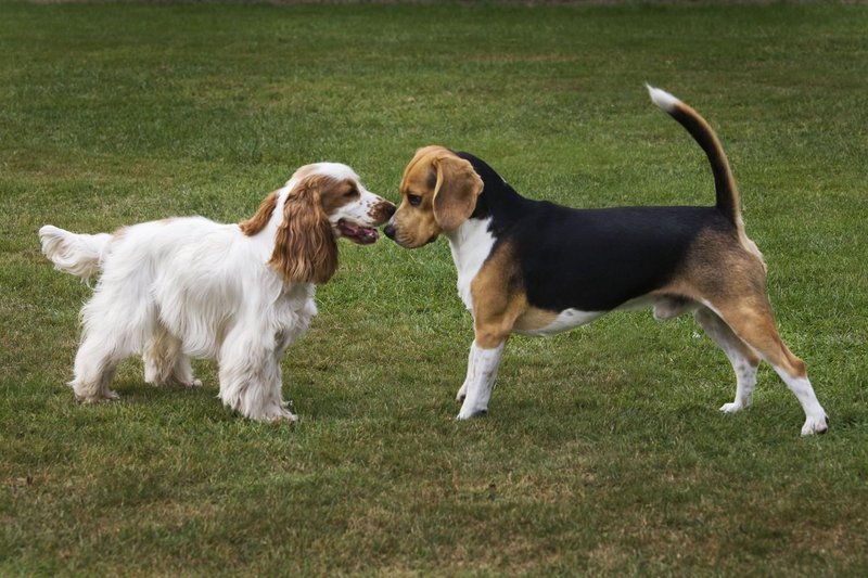 beagle