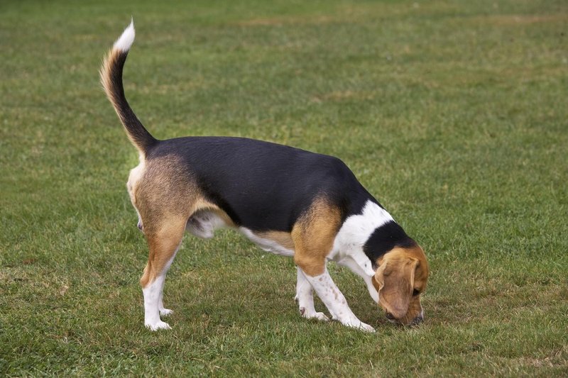 beagle