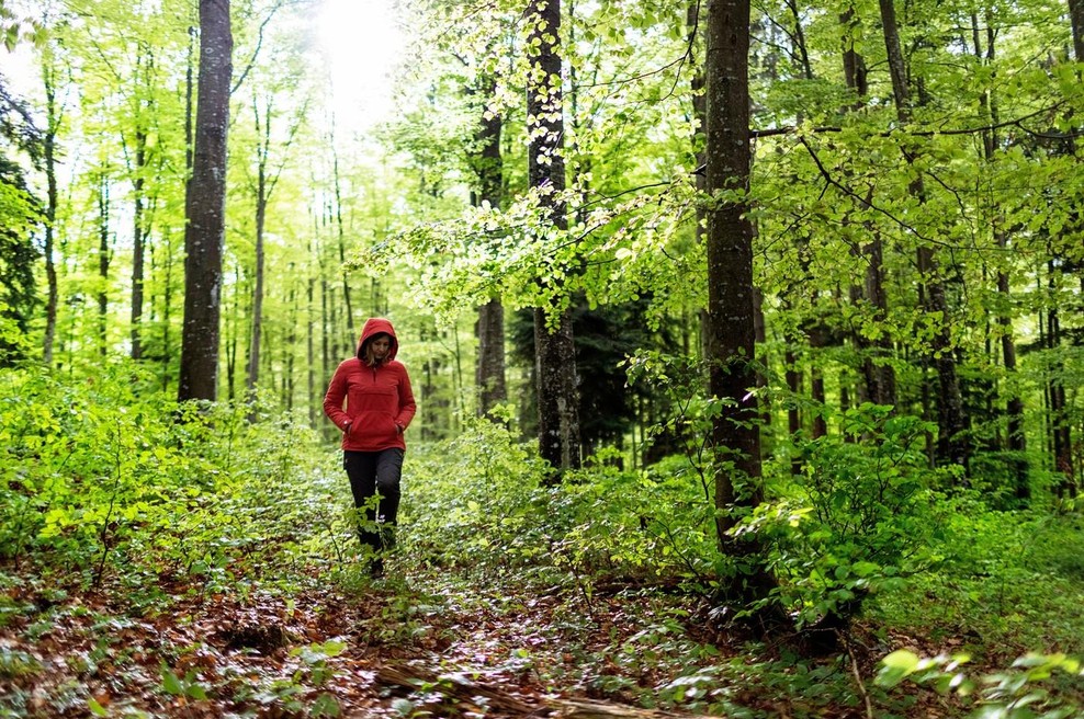 Sprehajalka v Kočevskem gozdu. (Fotografija je simbolična) (foto: Profimedia)