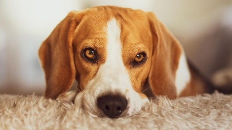 beagle pes