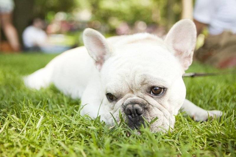francoski buldog pes