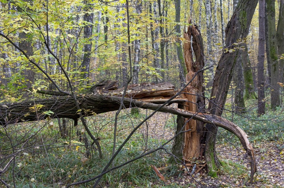 Turista na Gorenjskem sedla na vejo drevesa: sledila prava grozljivka, poklicali celo helikopter (foto: Profimedia)