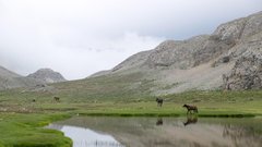 Turcija Tunceli kampiranje, konji