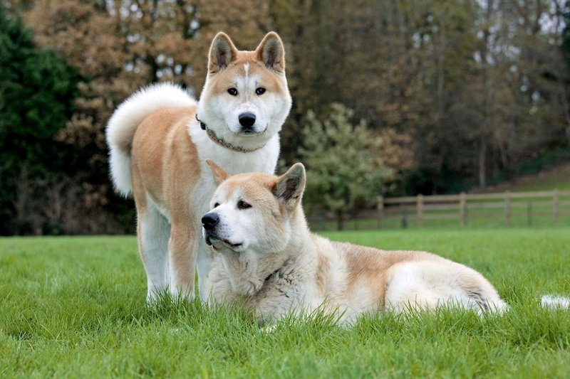 akita inu