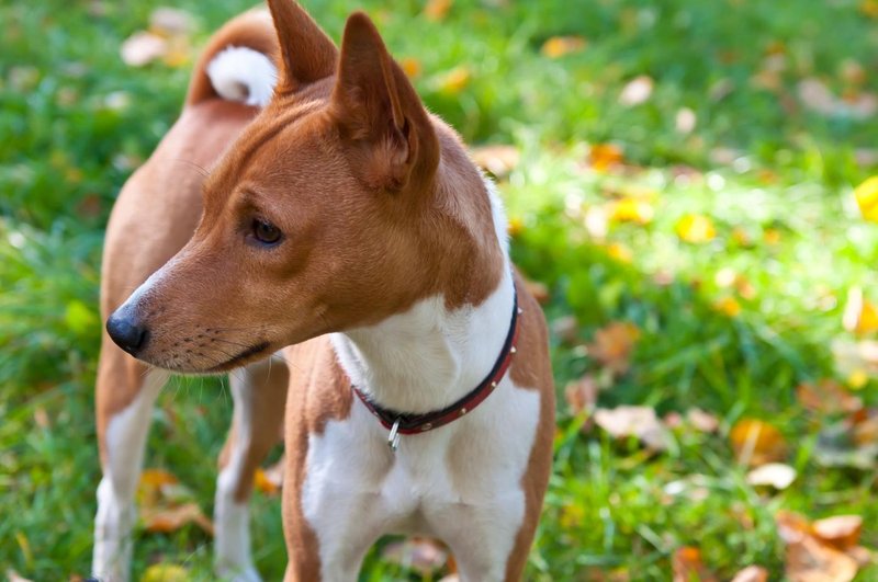 basenji