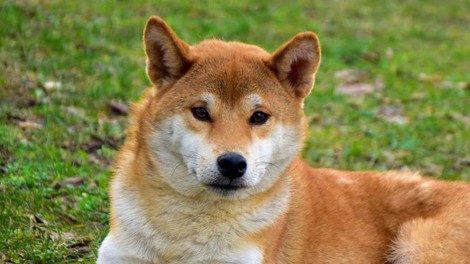 shiba inu