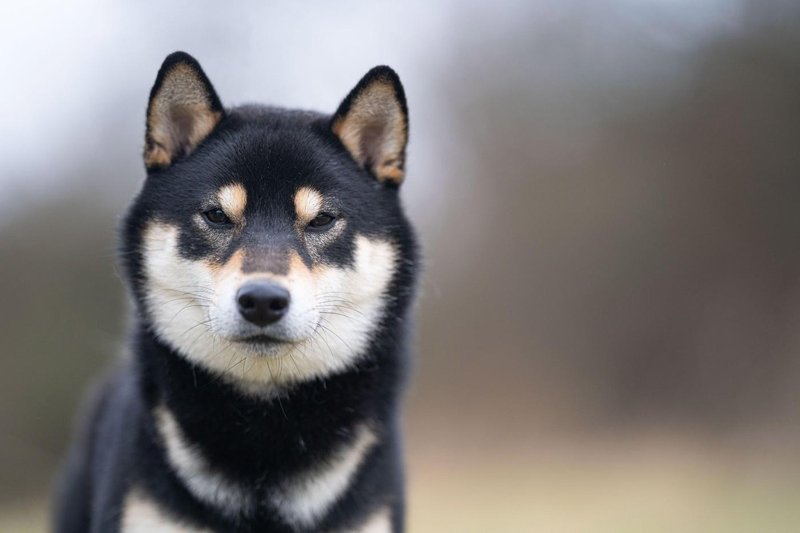 shiba inu
