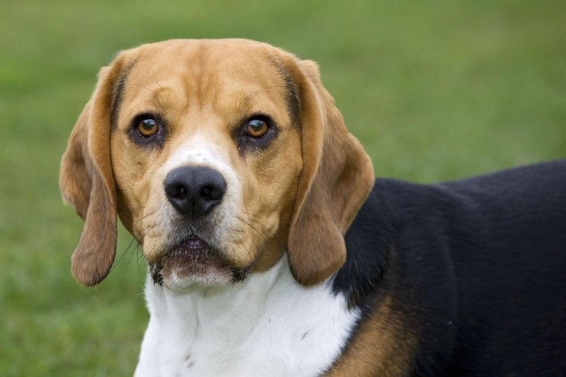 beagle