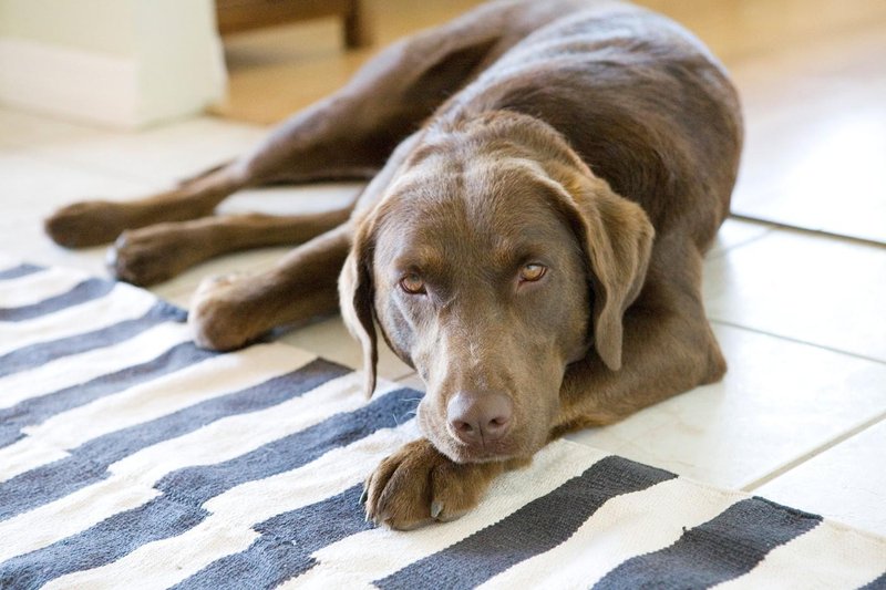 labradorec