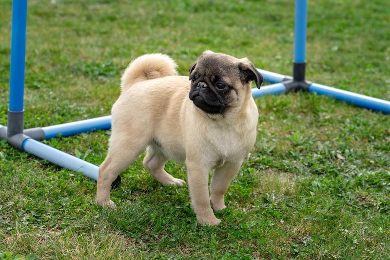 mops