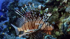 plamenka jadran jadransko morje hrvaska korcula dalmacija riba spremembe ekosistem tezave narava raziskava odkritje