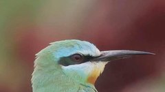 ptica modrolicni cebelar