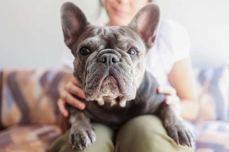 buldog pes