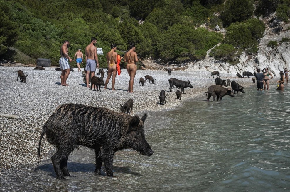 Turisti na sredozemskem otoku plavajo s prašiči: štirinožni kopalci kradejo vso pozornost (FOTO) (foto: Profimedia)