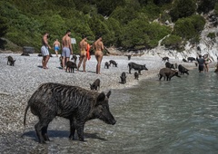 Turisti na sredozemskem otoku plavajo s prašiči: štirinožni kopalci kradejo vso pozornost (FOTO)