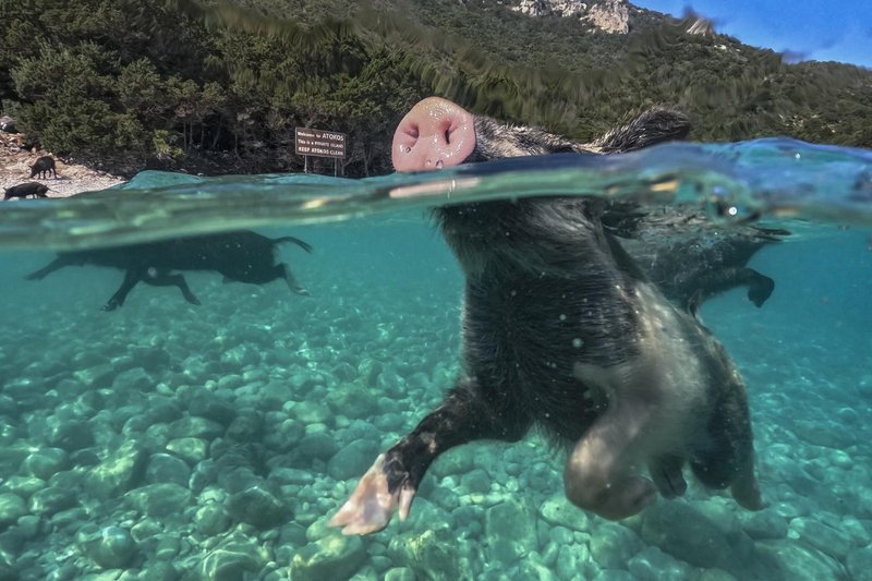 Atokos