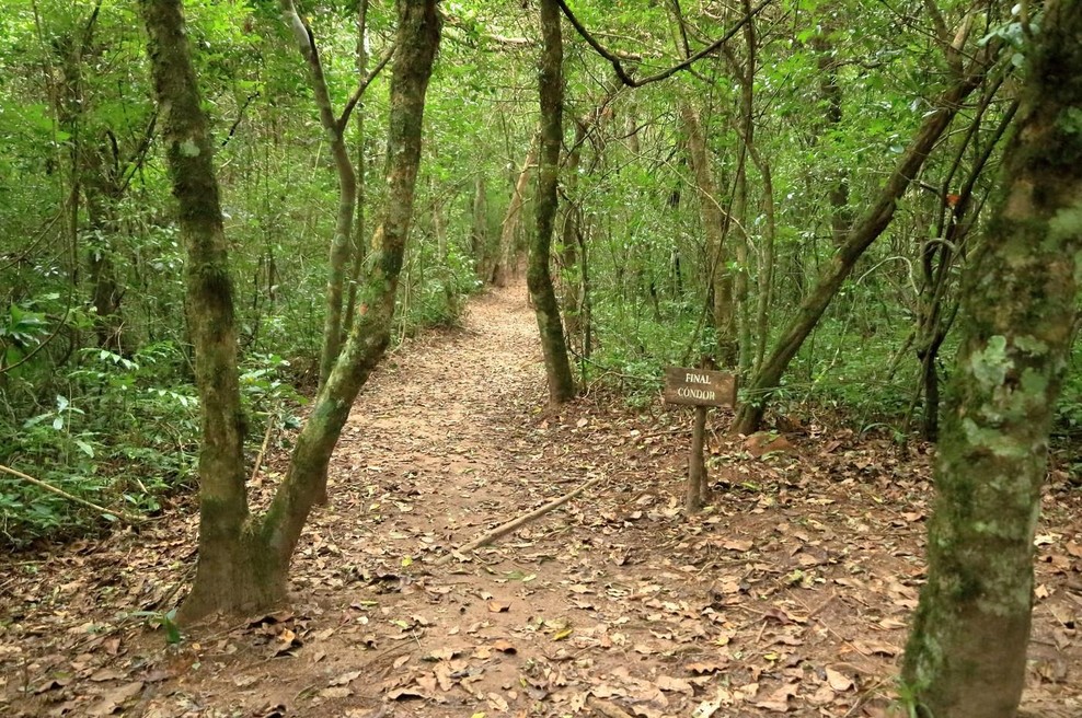 V gozdu odkrili osupljivo žival, ki je s svojo lepoto očarala tudi znanstvenike (VIDEO) (foto: Profimedia)