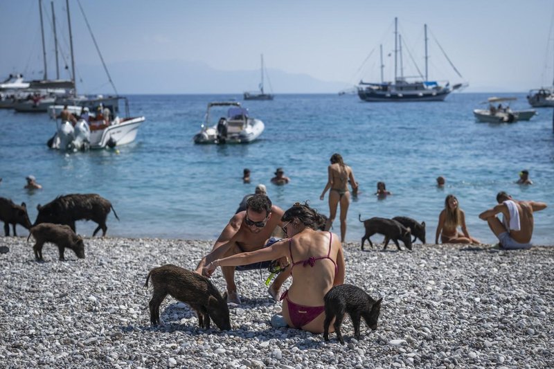 Turisti na sredozemskem otoku plavajo s prašiči: štirinožni kopalci kradejo vso pozornost (FOTO)