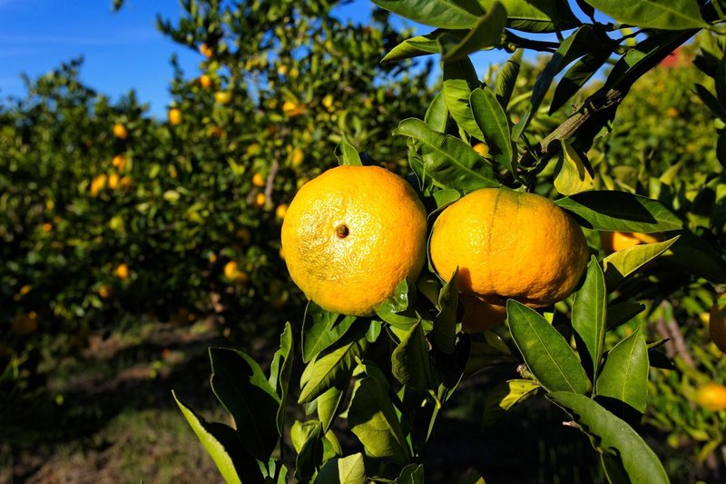 Neretva mandarine