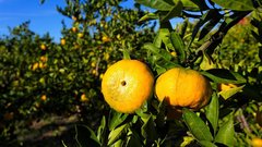 Neretva mandarine